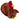 Mini Tina Turkey