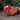 Mini Tina Turkey