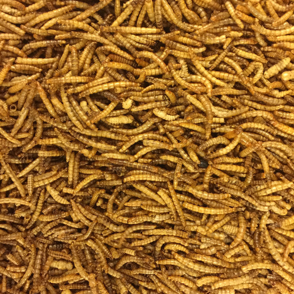 Dried Mealworms